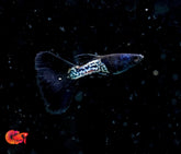 Black Shining Metal Fancy Guppy